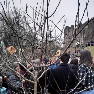 Toast placed in trees during wassailing